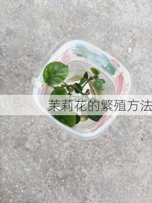 茉莉花的繁殖方法