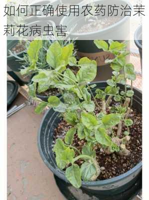 如何正确使用农药防治茉莉花病虫害