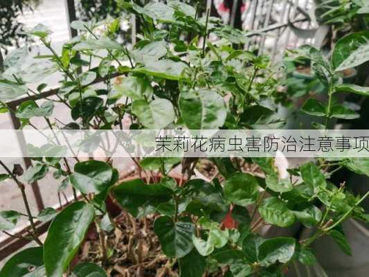 茉莉花病虫害防治注意事项