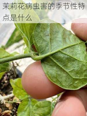 茉莉花病虫害的季节性特点是什么