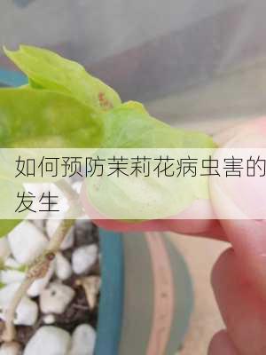 如何预防茉莉花病虫害的发生