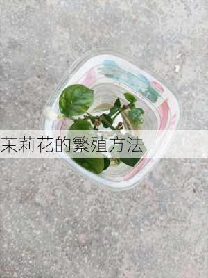 茉莉花的繁殖方法