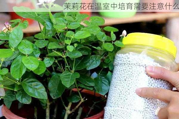 茉莉花在温室中培育需要注意什么