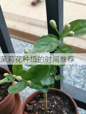 茉莉花种植的时间推荐