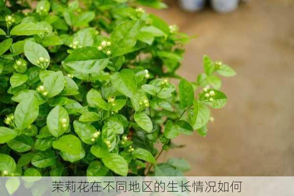 茉莉花在不同地区的生长情况如何