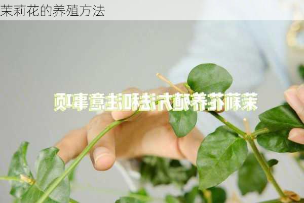 茉莉花的养殖方法