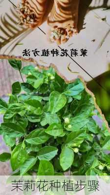 茉莉花种植步骤