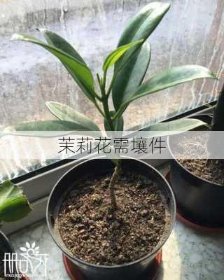 茉莉花需壤件