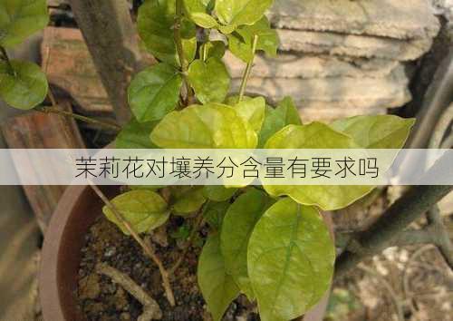 茉莉花对壤养分含量有要求吗