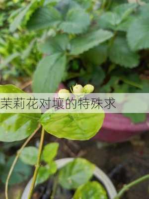 茉莉花对壤的特殊求