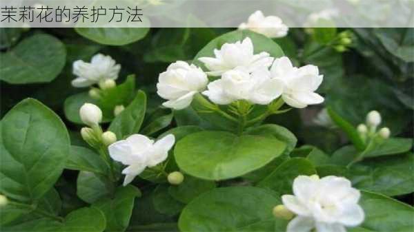 茉莉花的养护方法