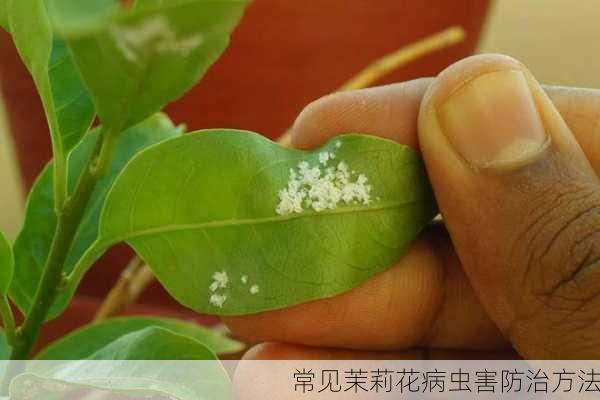 常见茉莉花病虫害防治方法