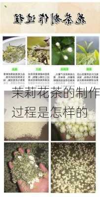 茉莉花茶的制作过程是怎样的