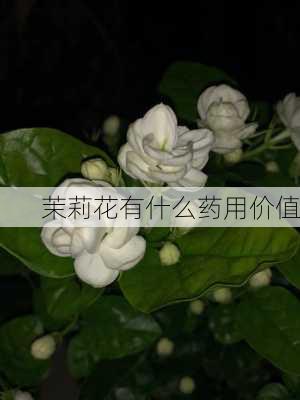 茉莉花有什么药用价值