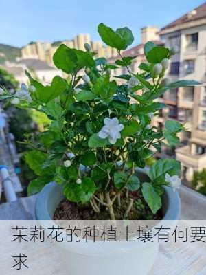 茉莉花的种植土壤有何要求