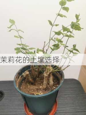 茉莉花的土壤选择