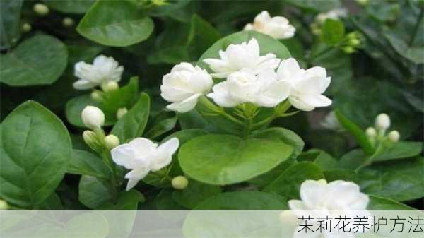 茉莉花养护方法