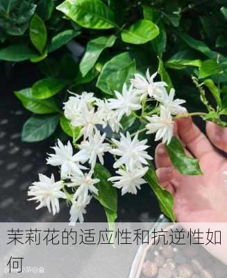 茉莉花的适应性和抗逆性如何