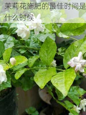 茉莉花施肥的最佳时间是什么时候