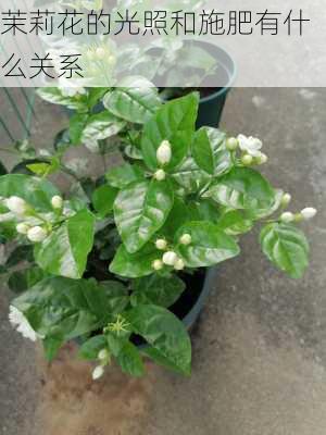 茉莉花的光照和施肥有什么关系