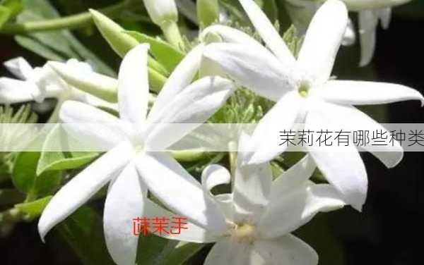 茉莉花有哪些种类