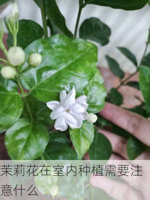 茉莉花在室内种植需要注意什么