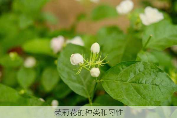 茉莉花的种类和习性