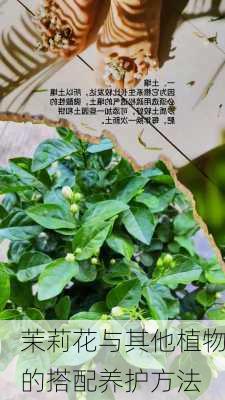 茉莉花与其他植物的搭配养护方法