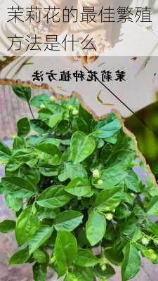 茉莉花的最佳繁殖方法是什么