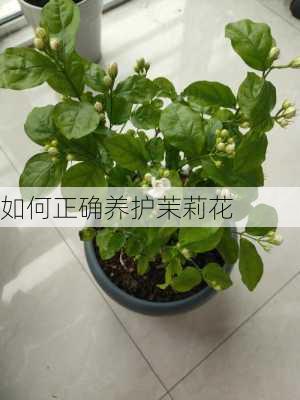 如何正确养护茉莉花