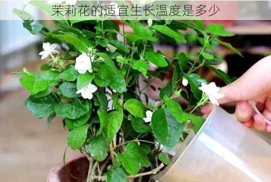 茉莉花的适宜生长温度是多少