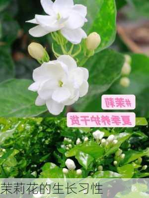 茉莉花的生长习性