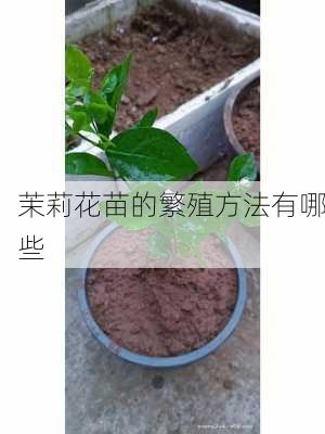 茉莉花苗的繁殖方法有哪些