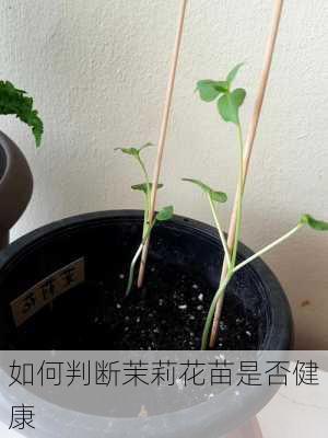 如何判断茉莉花苗是否健康