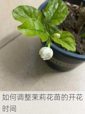 如何调整茉莉花苗的开花时间