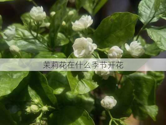 茉莉花在什么季节开花