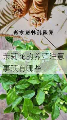 茉莉花的养殖注意事项有哪些