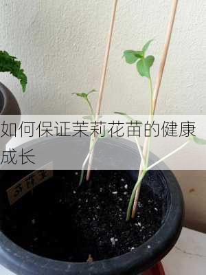 如何保证茉莉花苗的健康成长