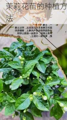 茉莉花苗的种植方法