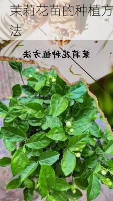 茉莉花苗的种植方法