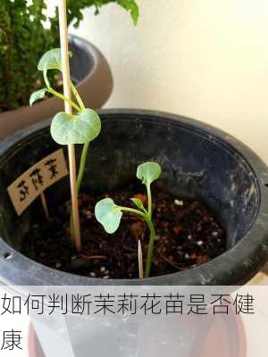 如何判断茉莉花苗是否健康