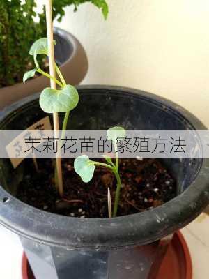 茉莉花苗的繁殖方法