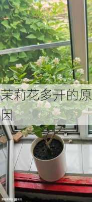 茉莉花多开的原因