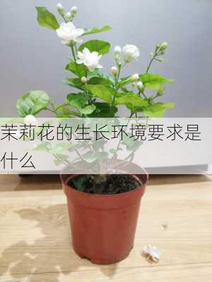 茉莉花的生长环境要求是什么