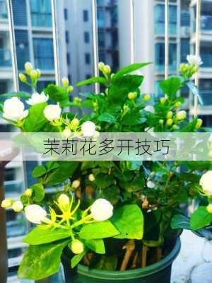 茉莉花多开技巧