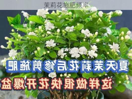 茉莉花施肥频率