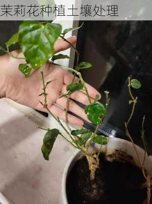 茉莉花种植土壤处理