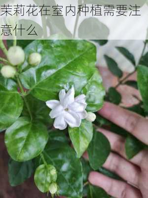 茉莉花在室内种植需要注意什么