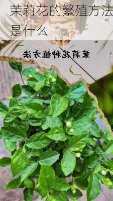 茉莉花的繁殖方法是什么