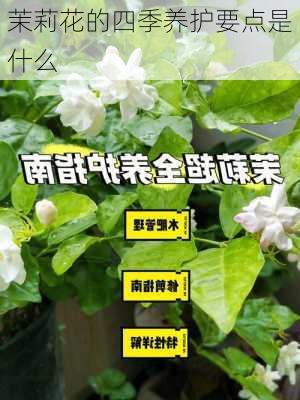 茉莉花的四季养护要点是什么